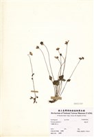 藏品(梅花草)的圖片